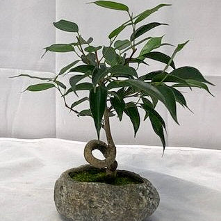 Juniper Bonsai Tree - Large (Juniper Procumbens "nana") - life of kuhl @HOME