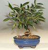 Oriental Ficus Bonsai Tree - SmallCoiled Trunk(ficus benjamina